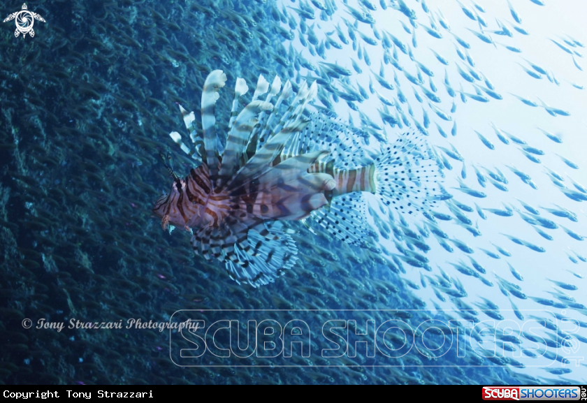 A Lionfish
