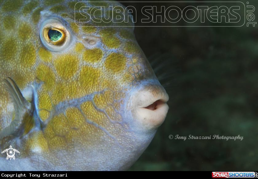 A Eastern smooth boxfish