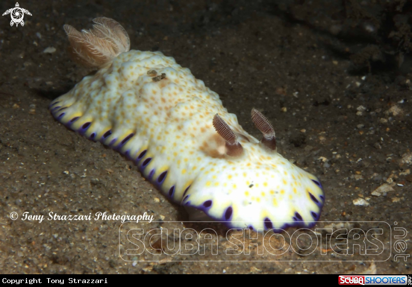 A Gold spotted chromodoris