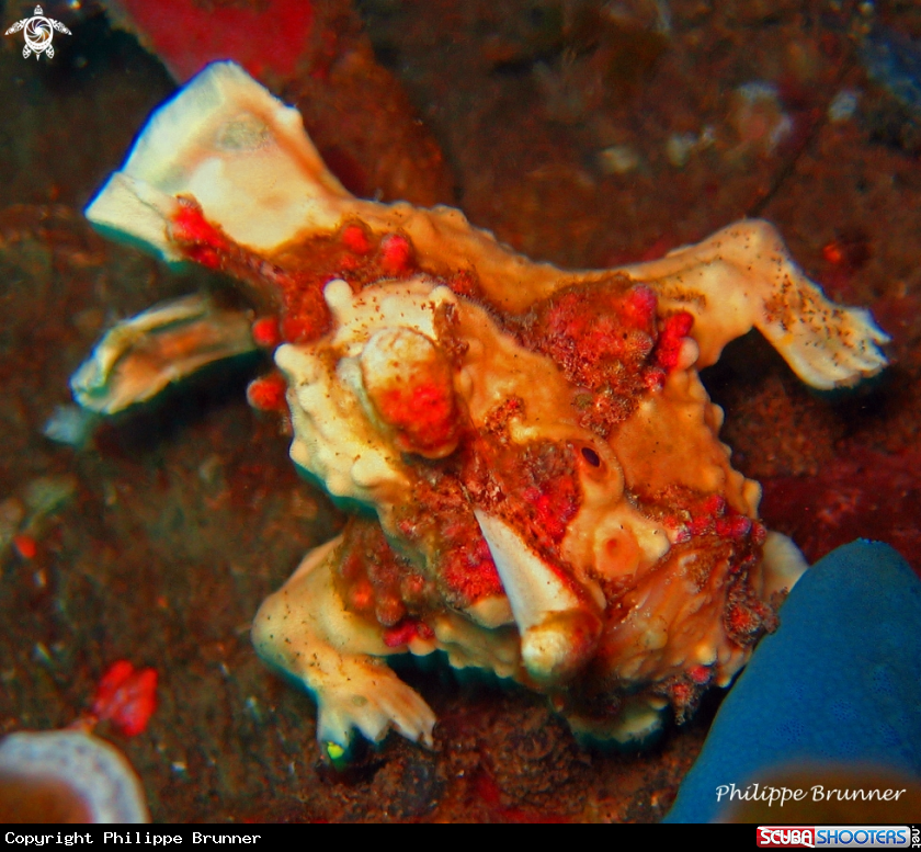 A Arlequin frog fish
