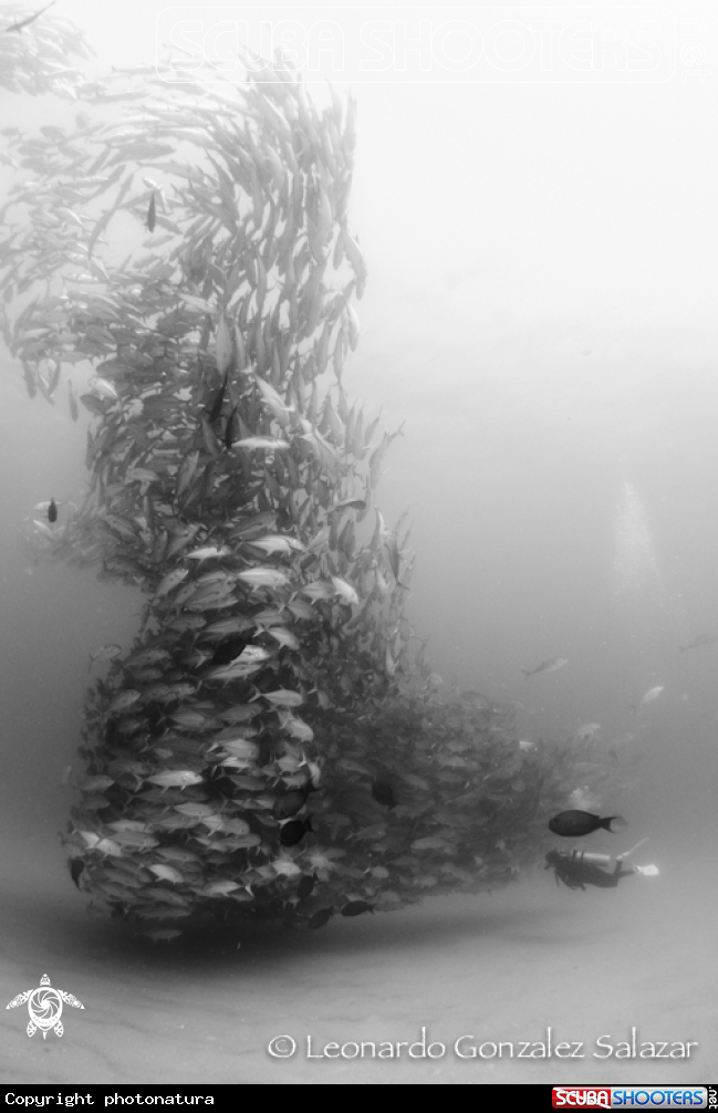 A Bigeye trevally