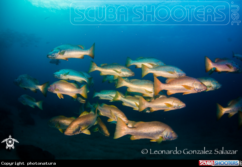 A Dog Snapper
