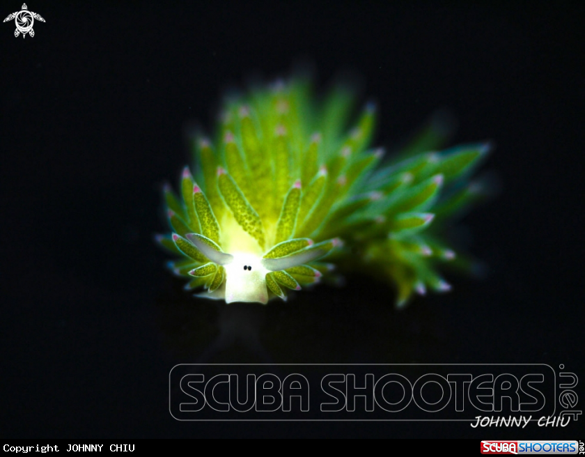 A Nudibranch 