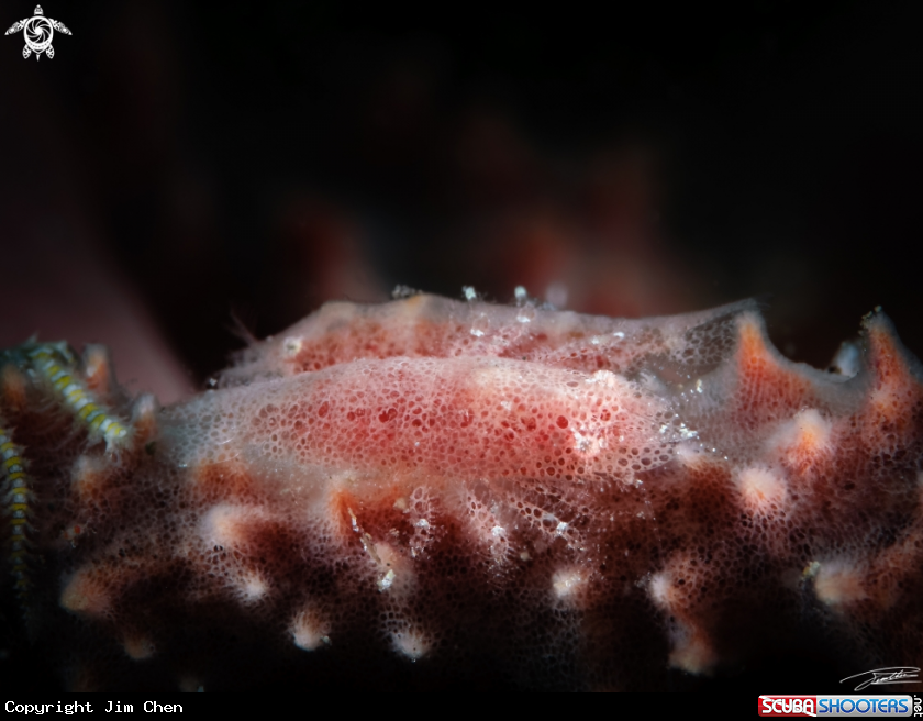 A Cryptic Sponge Shrimp