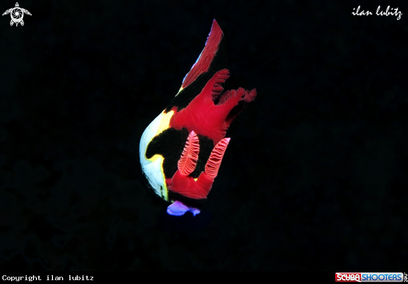 A Nudibranch