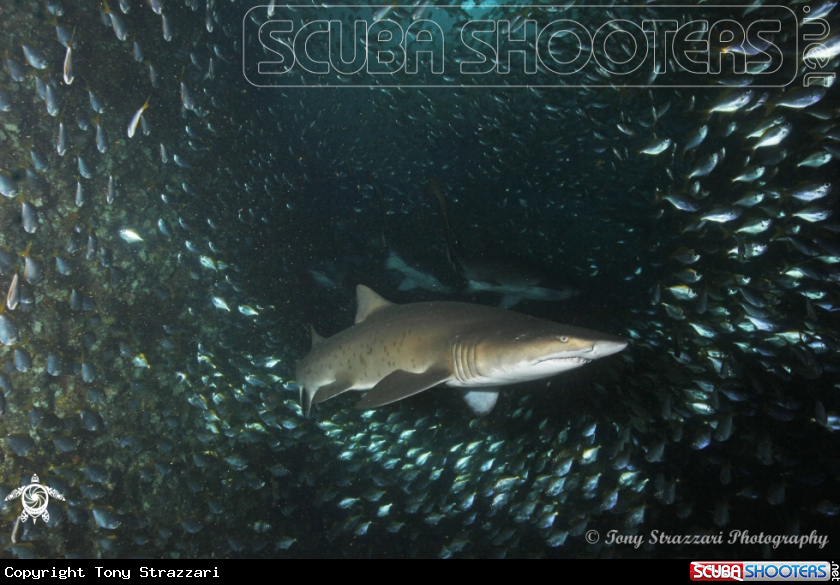 A Grey Nurse Shark (Sand Tiger, Ragged Tooth)