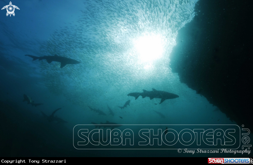 A Grey Nurse Shark (Sand Tiger, Ragged Tooth)