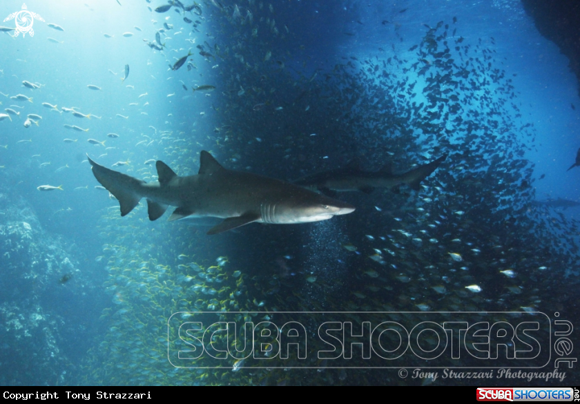 A Grey Nurse Shark (Sand Tiger, Ragged Tooth)