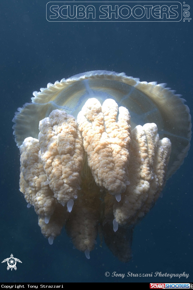 A Jelly Blubber