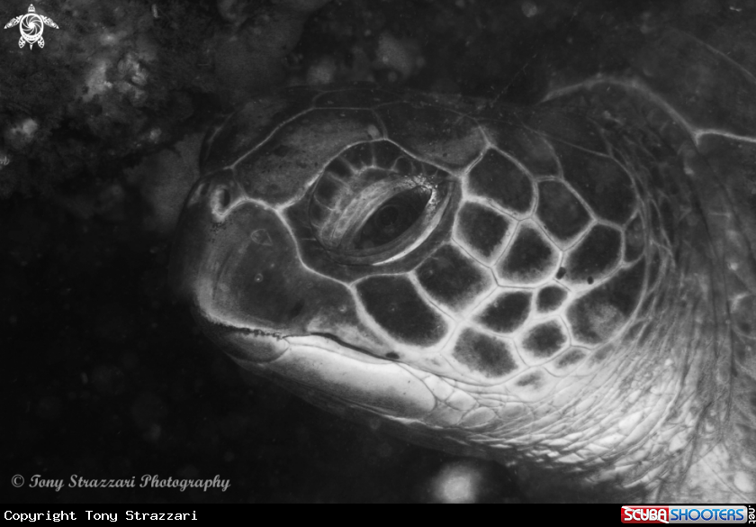 A Green sea turtle