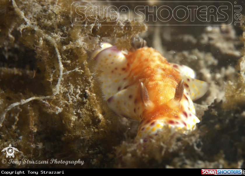 A Collingwood's chromodoris