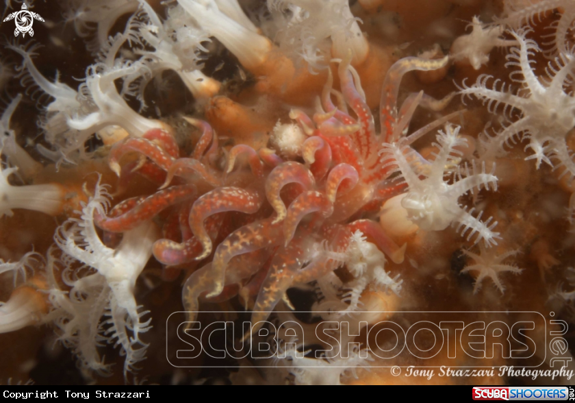 A Pink Fluffy Phyllodesmium
