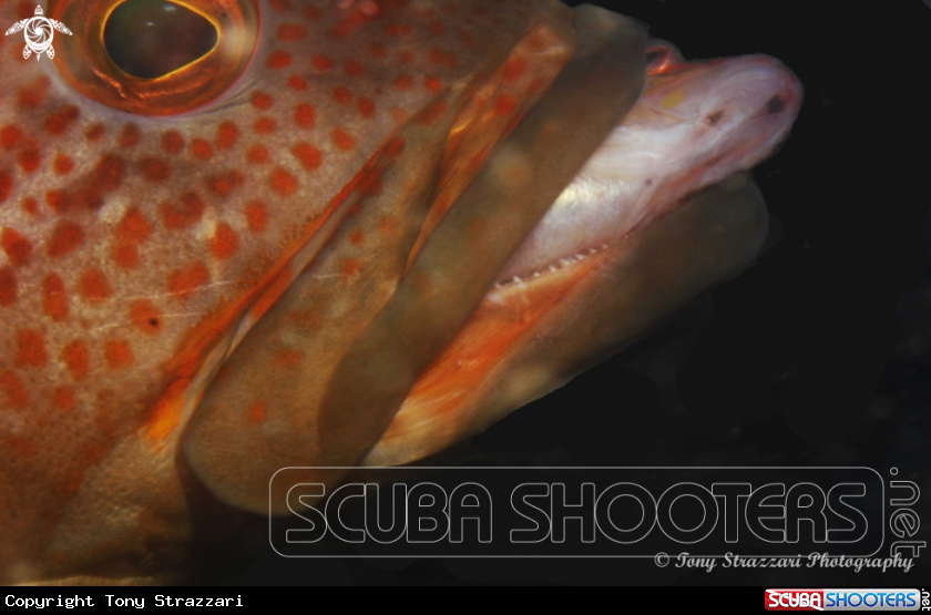 A Maori cod