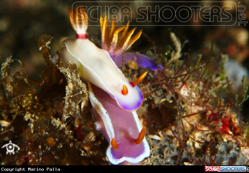 A Nudibranch