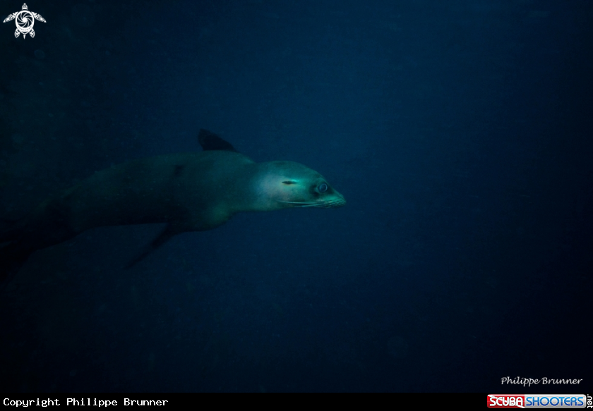 A Sea lion