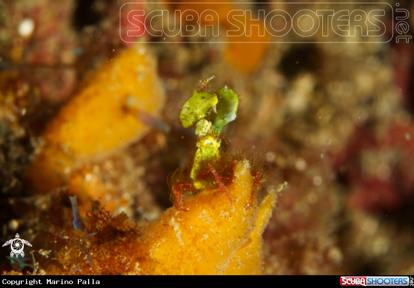 A Halimea Crab