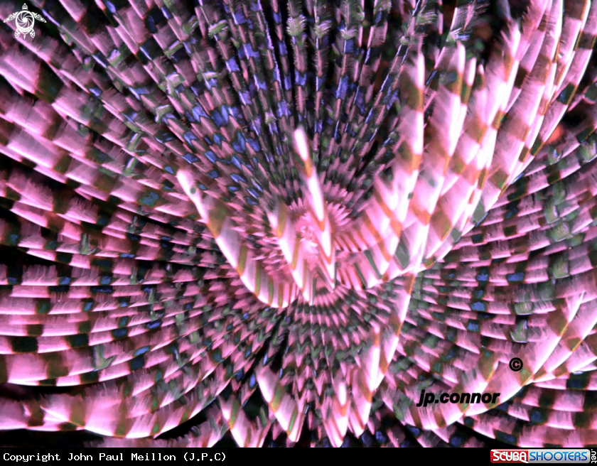 A Spirographe