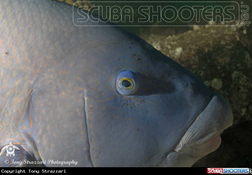 A Eastern blue groper (wrasse)
