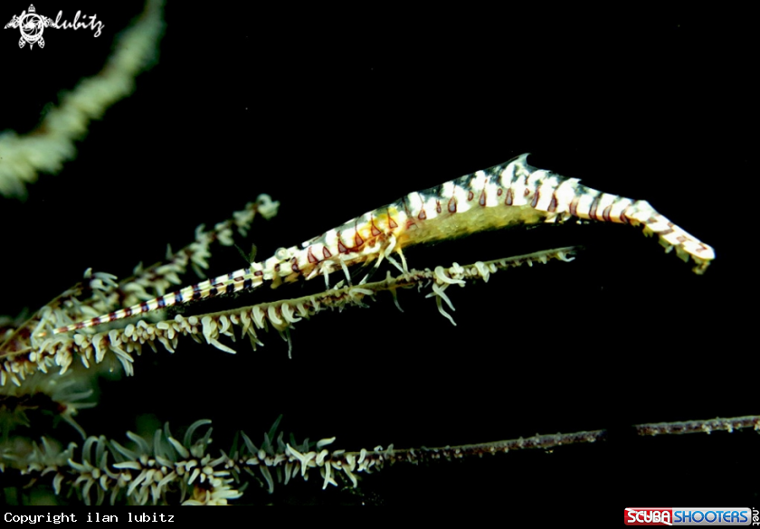 A shrimp