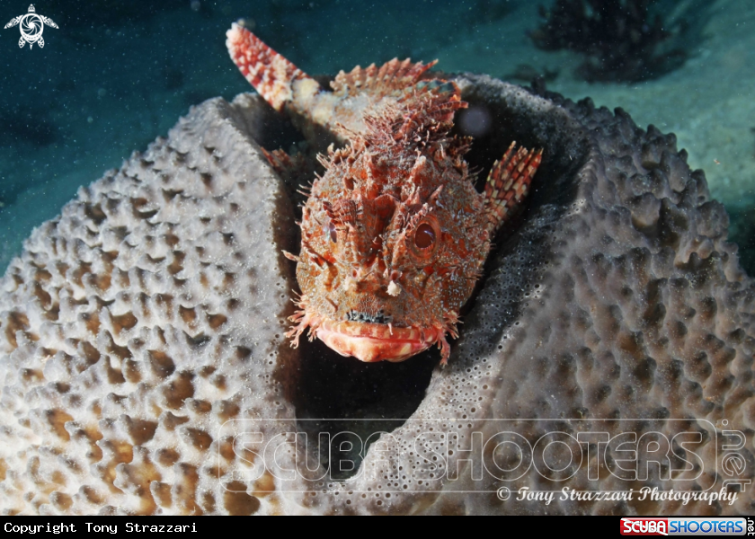 A Red rock cod