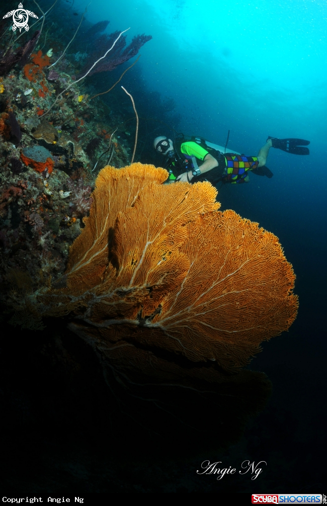 A Sea fans