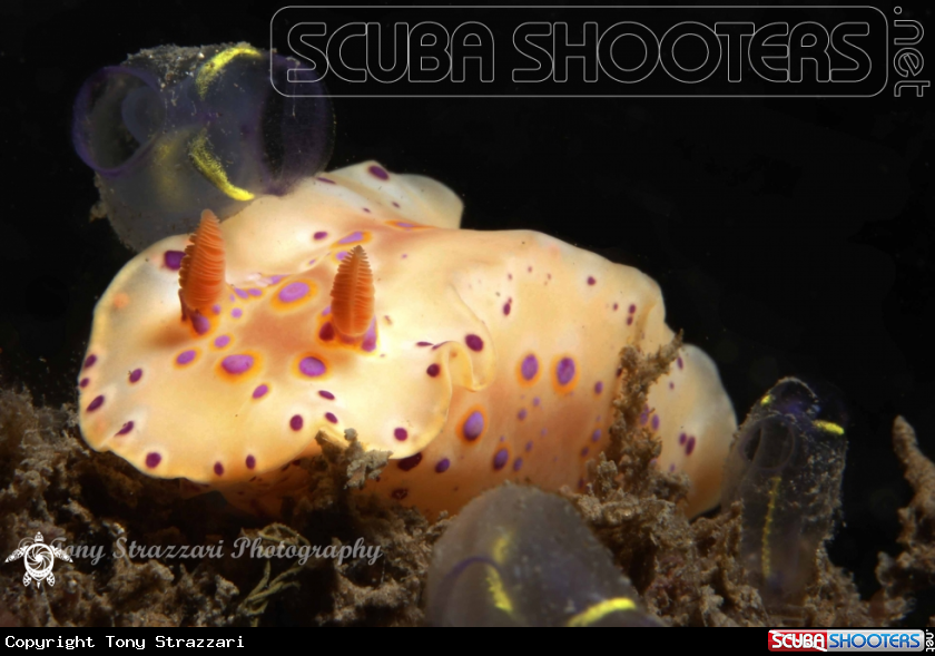 A Short-tailed ceratsoma