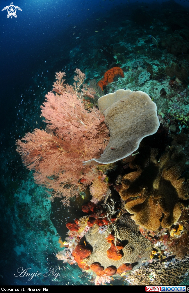 A Sea fans
