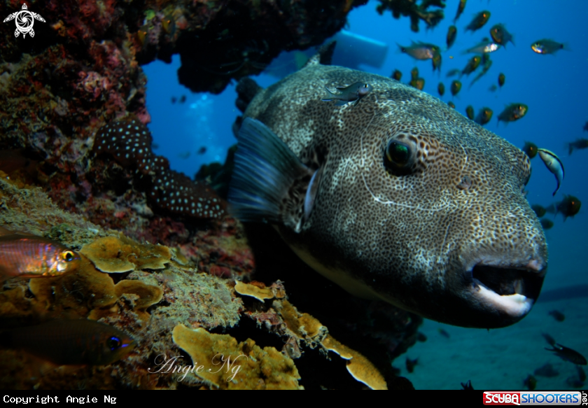 A Pufferfish