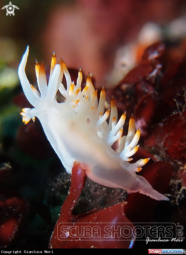 A Flabellina