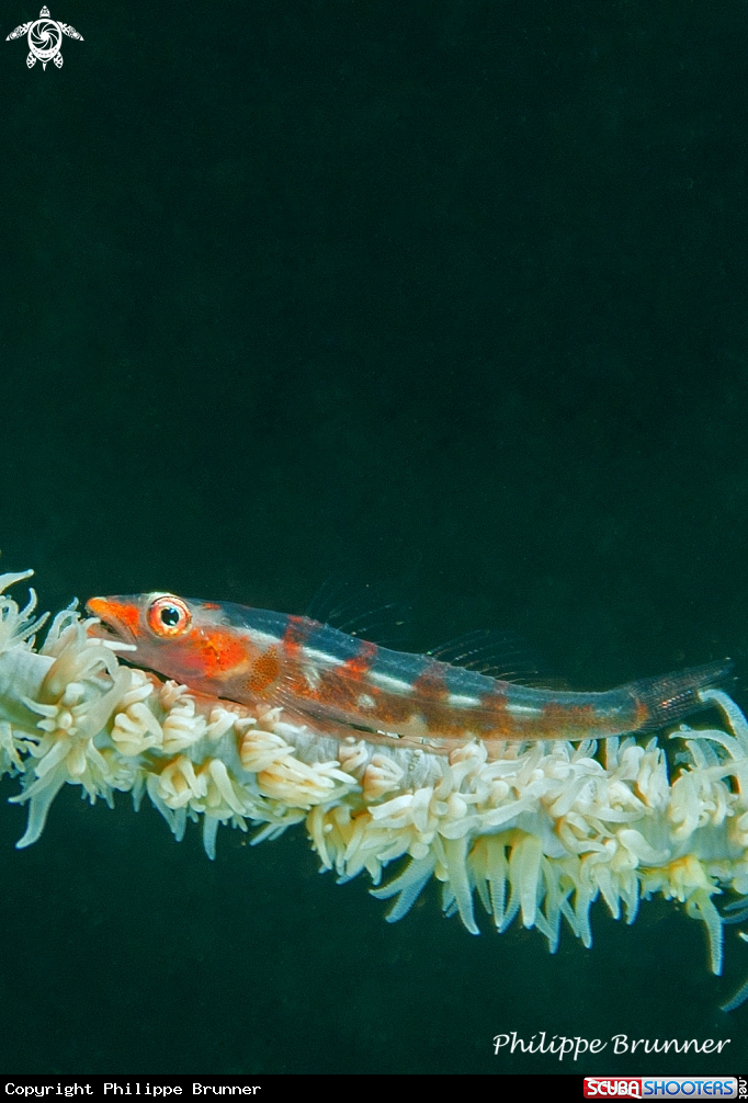 A Goby