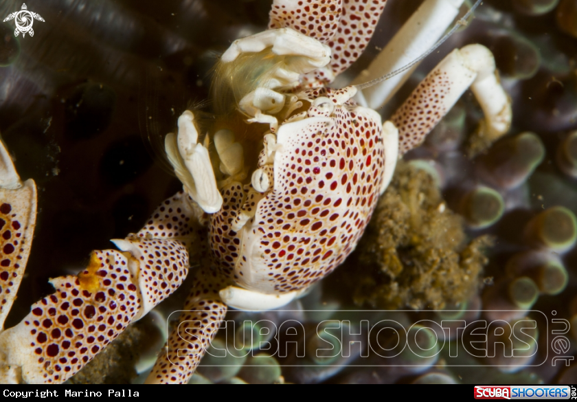 A Porcelain Crab