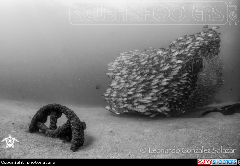 A yellowtail snapper