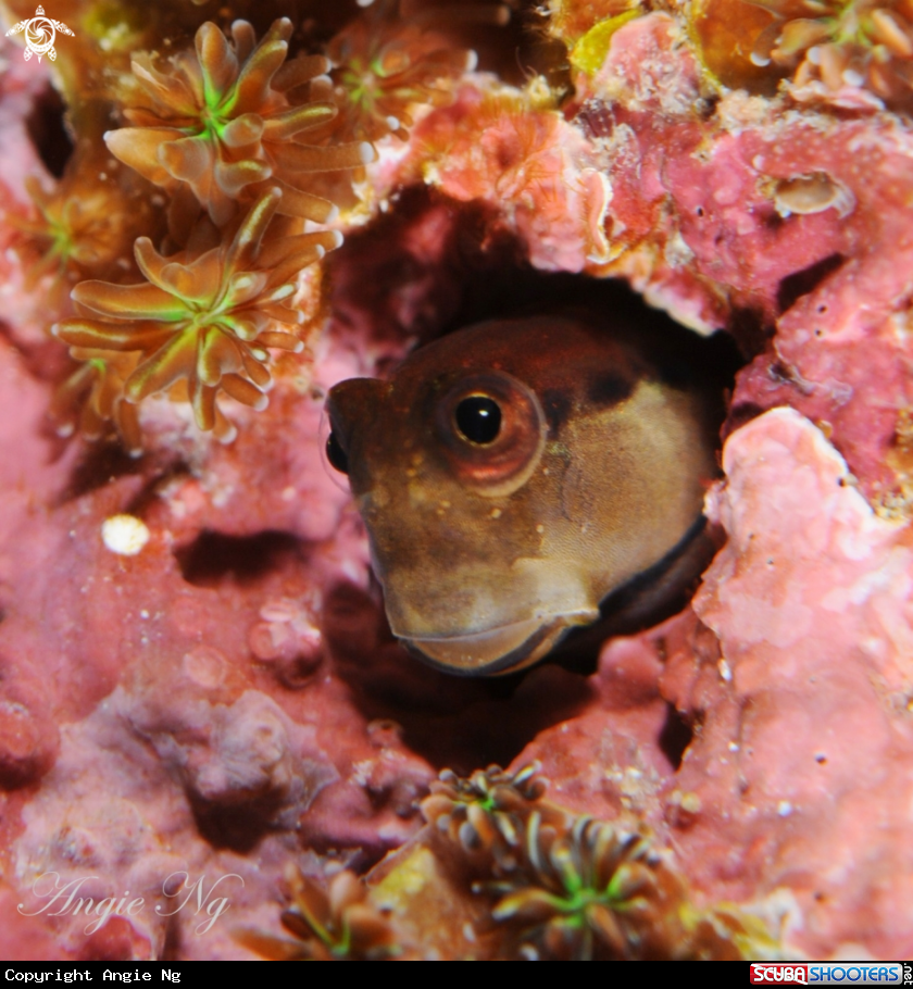 A Blenny