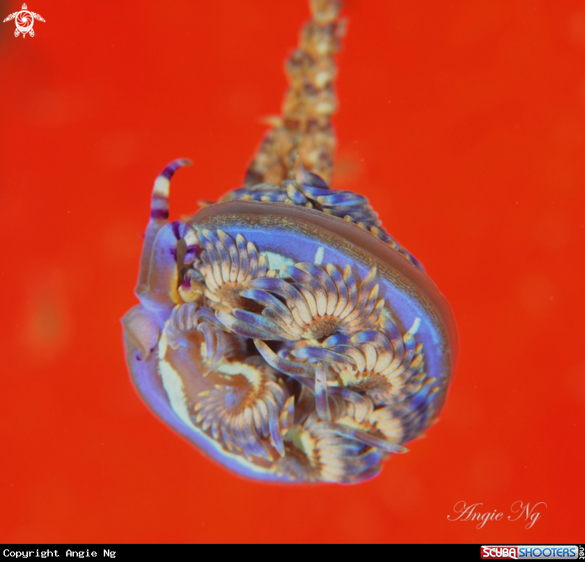 A Nudi