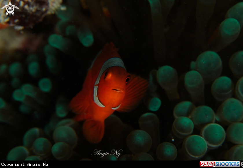 A Anemonefish