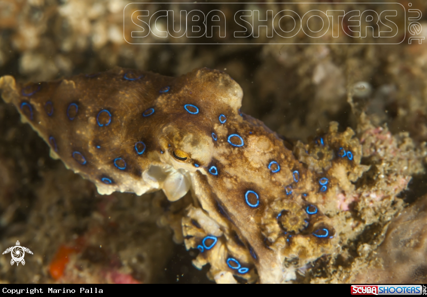 A Blue Ring Octopus