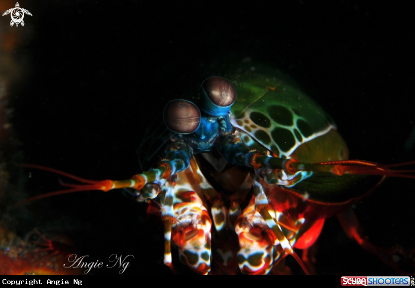 A Mantis Shrimp