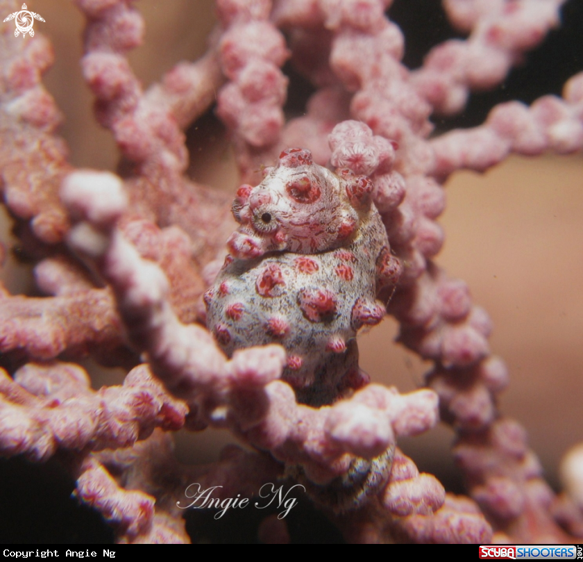 A Pygmy Seahorse