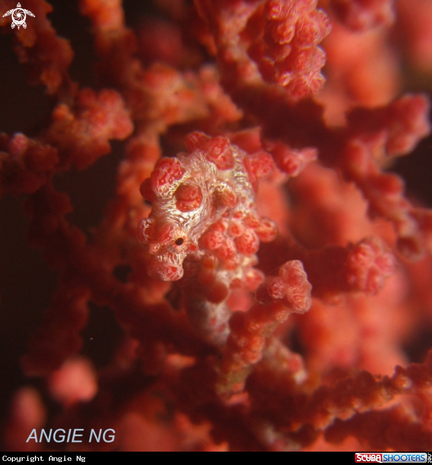 A Pygmy Seahorse