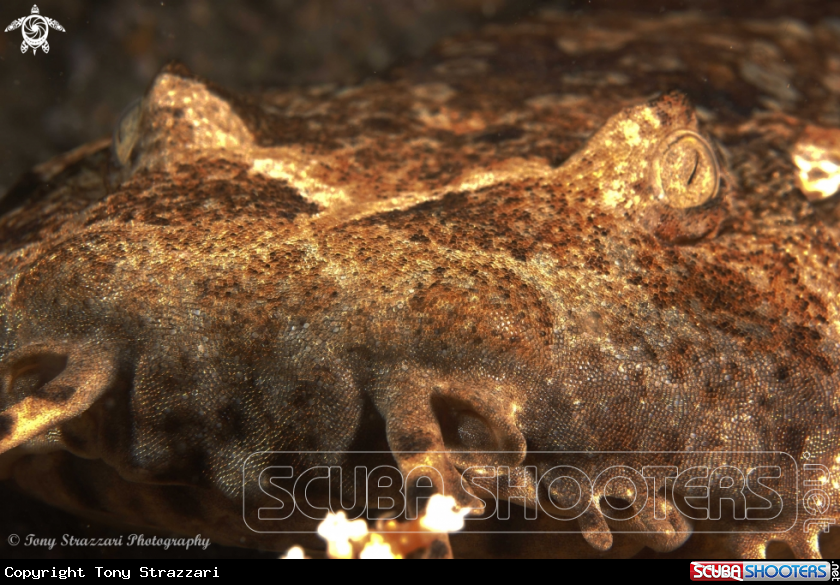 A Dwarf ornate wobbegong