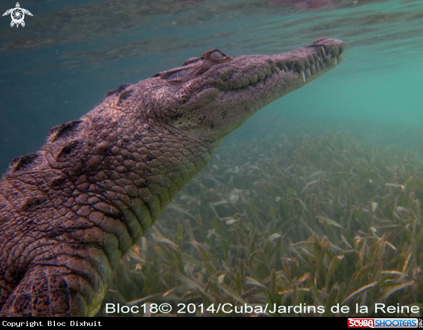 A american crocodile