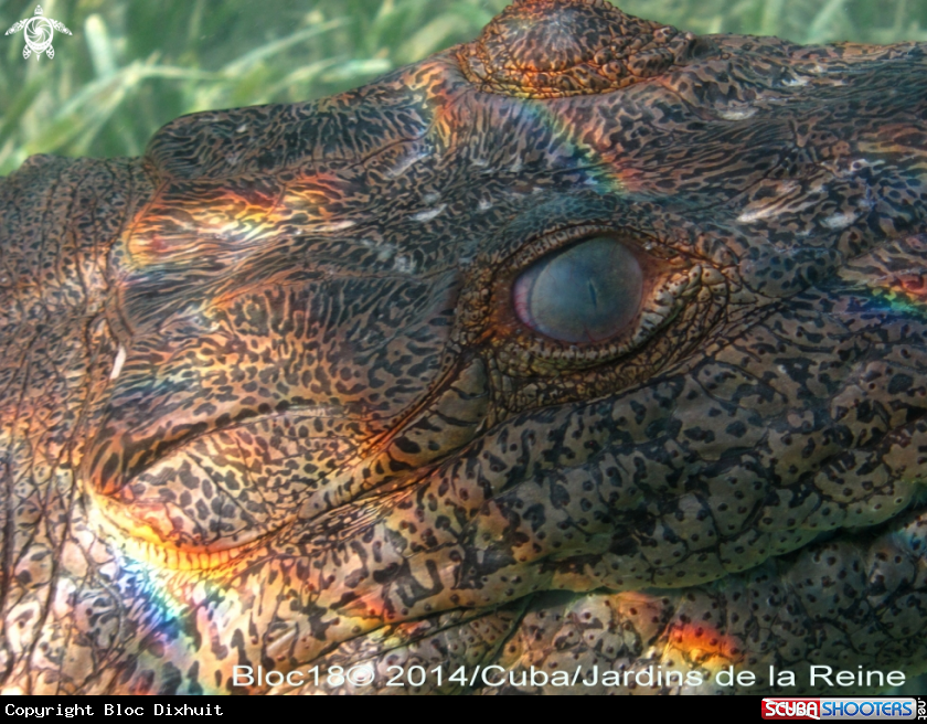 A american crocodile