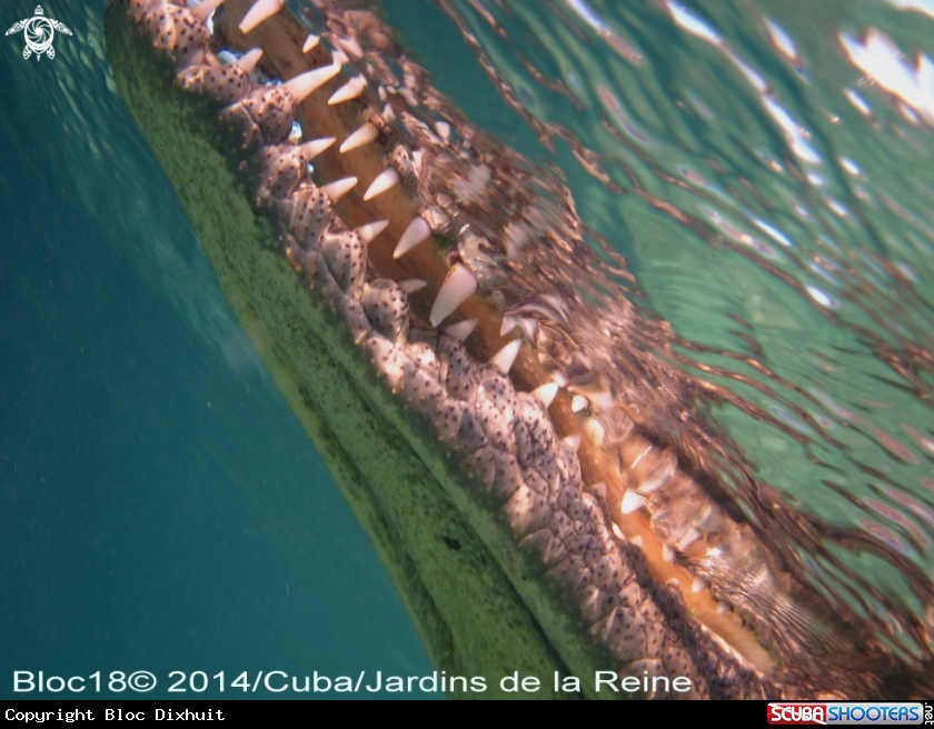 A american crocodile