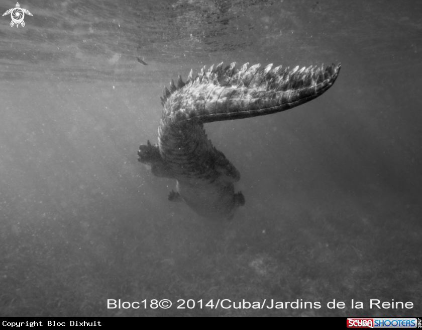 A american crocodile