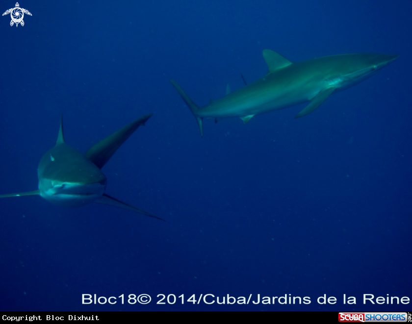 A silky shark