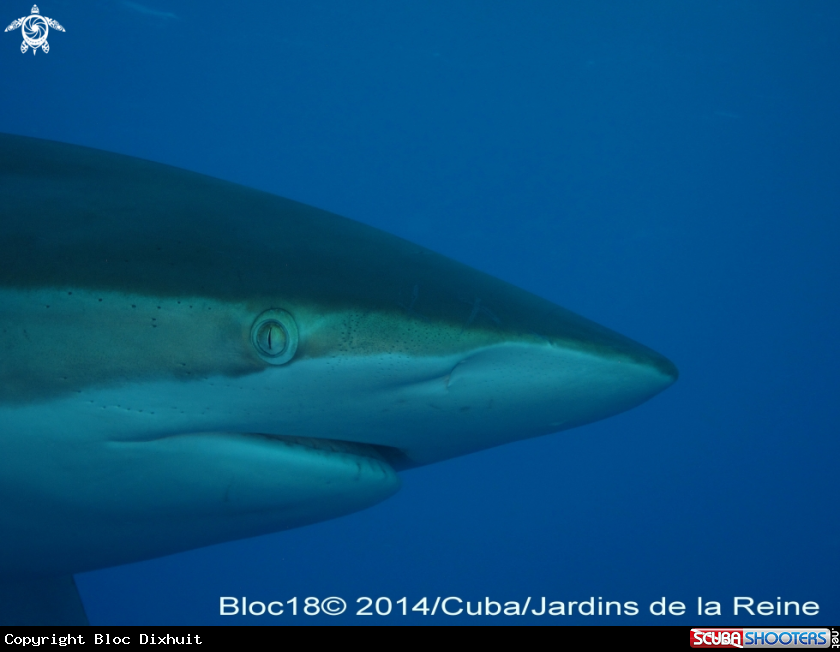 A silky shark