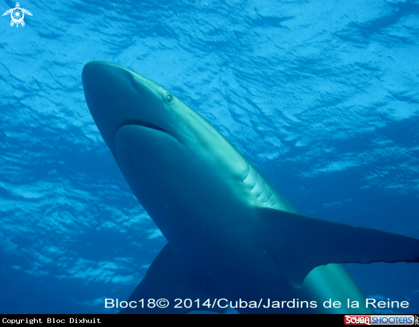 A silky shark