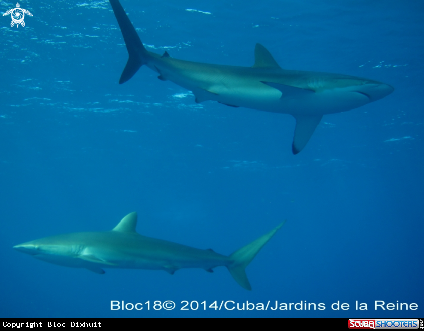 A silky shark