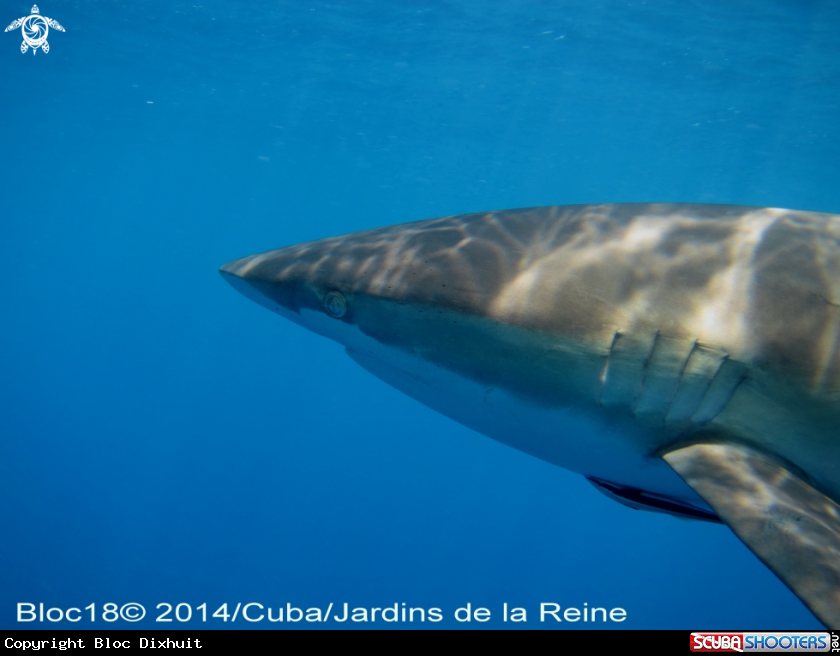 A silky shark