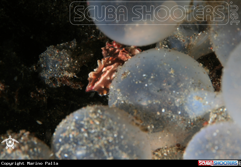 A Flamboyant Cuttlefish